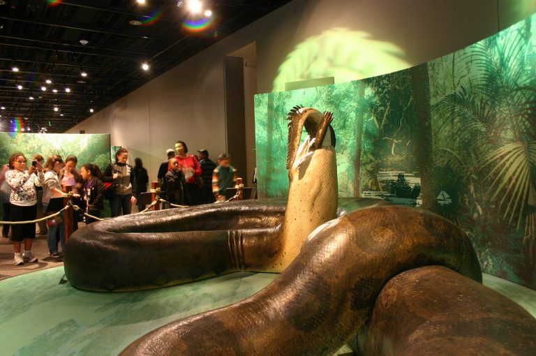 TITANOBOA – najväčší had, ktorý kedy žil dorastal do dĺžky aj 15 metrov a vážil viac ako 1 tonu