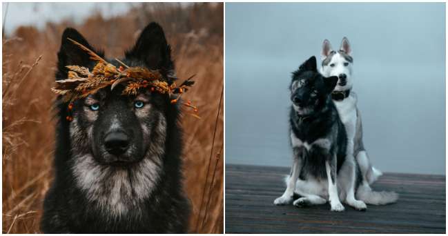 Krásne zábery kanadského fotografa, ktorý zachytáva svojich psov