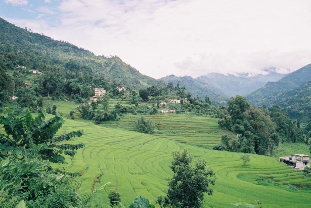 Terraced rice fields of Sikkim India