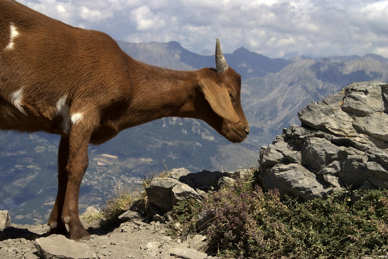 Photo by ikuki alps animals fotografia