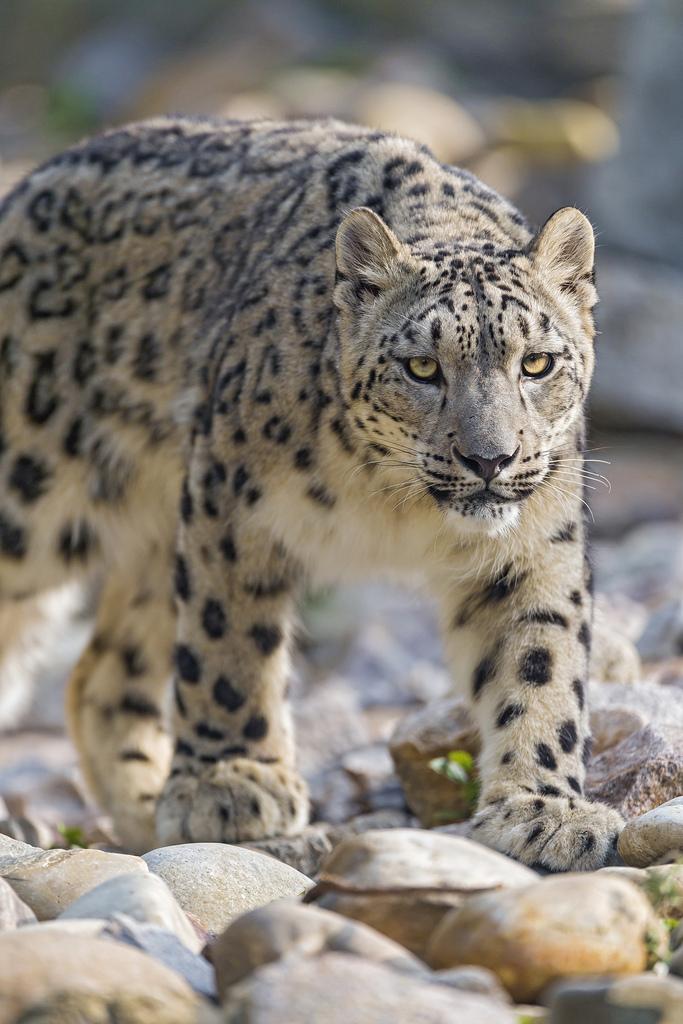 Walking snow leopard... by Tambako the Jaguar snow leopard fotografia