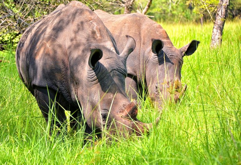Vedci prišli na to, ako zachrániť najohrozenejšieho cicavca na svete – nosorožca tuponosého severného!