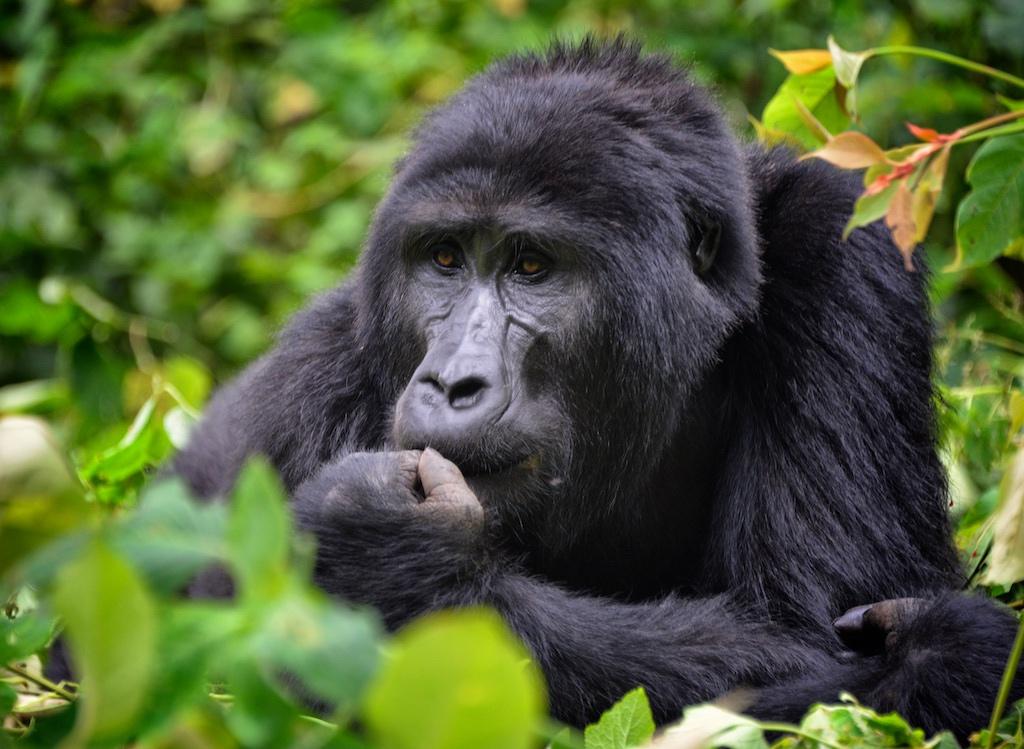 mountain gorilla fotografia