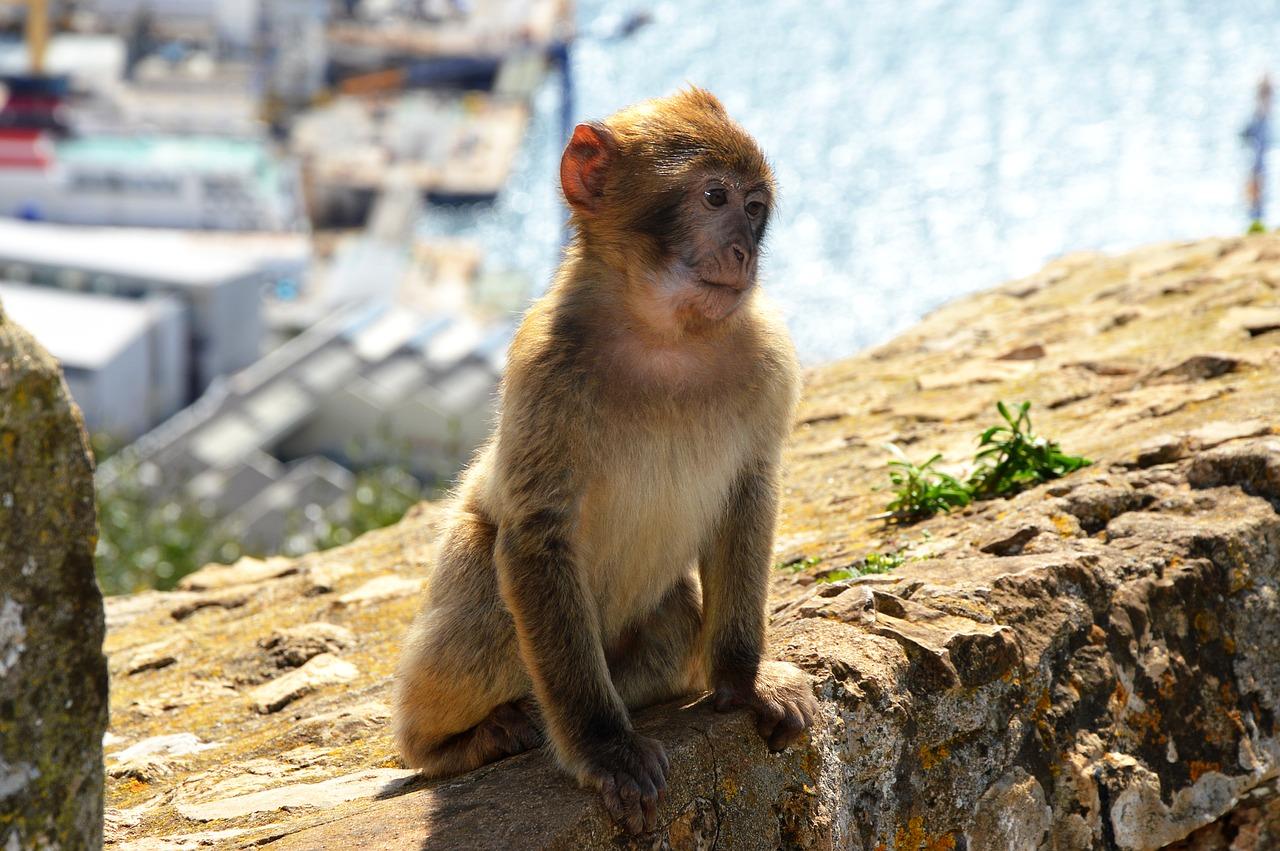 Photo by Roselie gibraltar fotografia