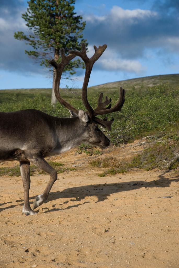 Reindeer by Monitotxi reindeer fotografia