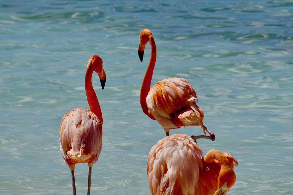 flamingo island fotografia