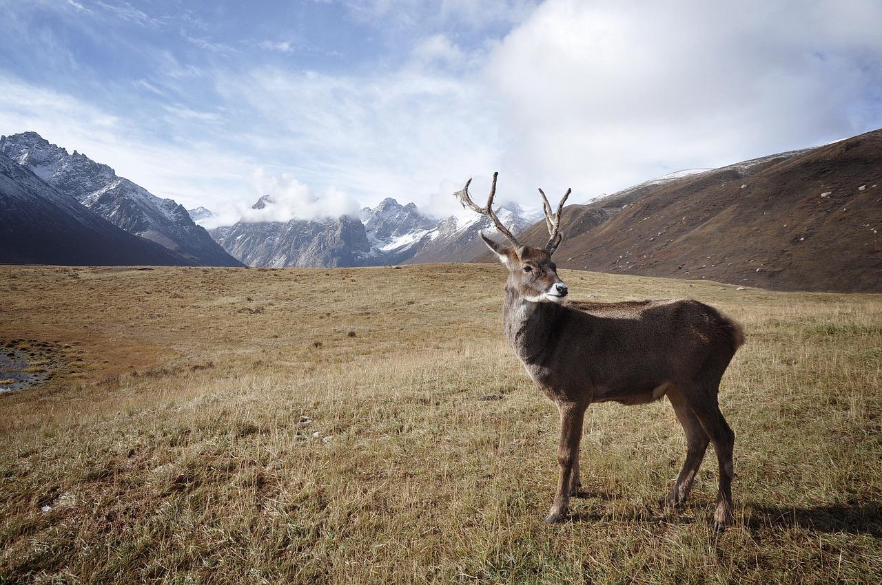 Photo by Free-Photos reindeer fotografia