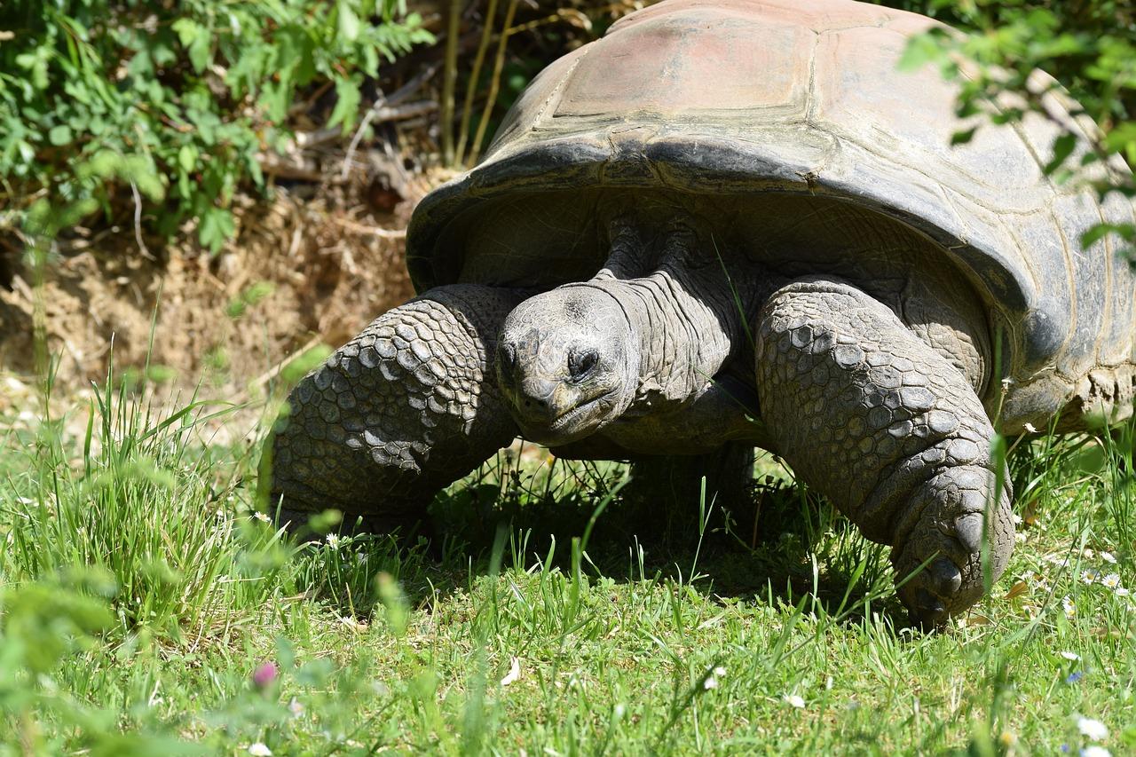 Photo by RGY23 turtles fotografia