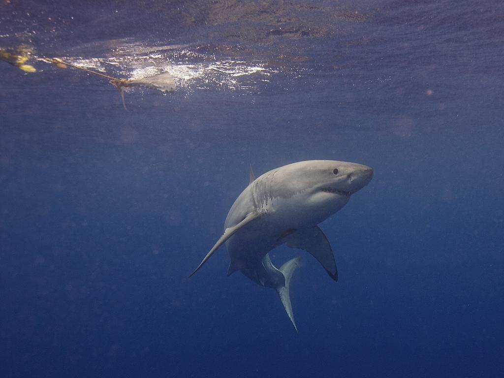 sharks fotografia