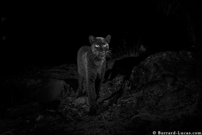 Fotograf mal kus šťastia. Zachytil vzácneho čierneho leoparda, ktorý bol naposledy videný pred viac ako 100 rokmi!