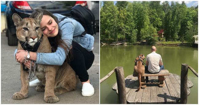 Puma trpela v zoo zlým zdravotným stavom a pár z Ruska sa rozhodol odkúpiť si ju. Život s týmto domácim miláčikom teraz sleduje celý svet