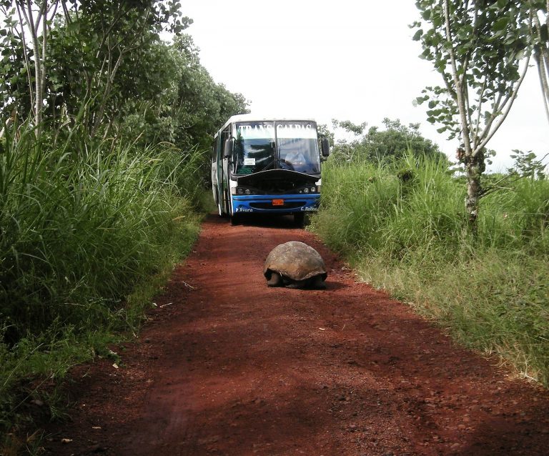 Mysleli si, že táto korytnačka už vyhynula. Po viac ako 100 rokoch ju však opäť objavili na Galapágoch