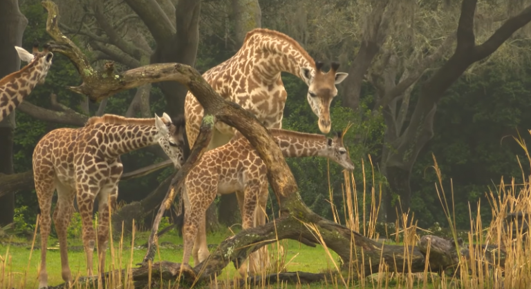 Žirafa vzácneho druhu Masai sa narodila pred očami návštevníkov a dnes je už pevnou súčasťou Safari