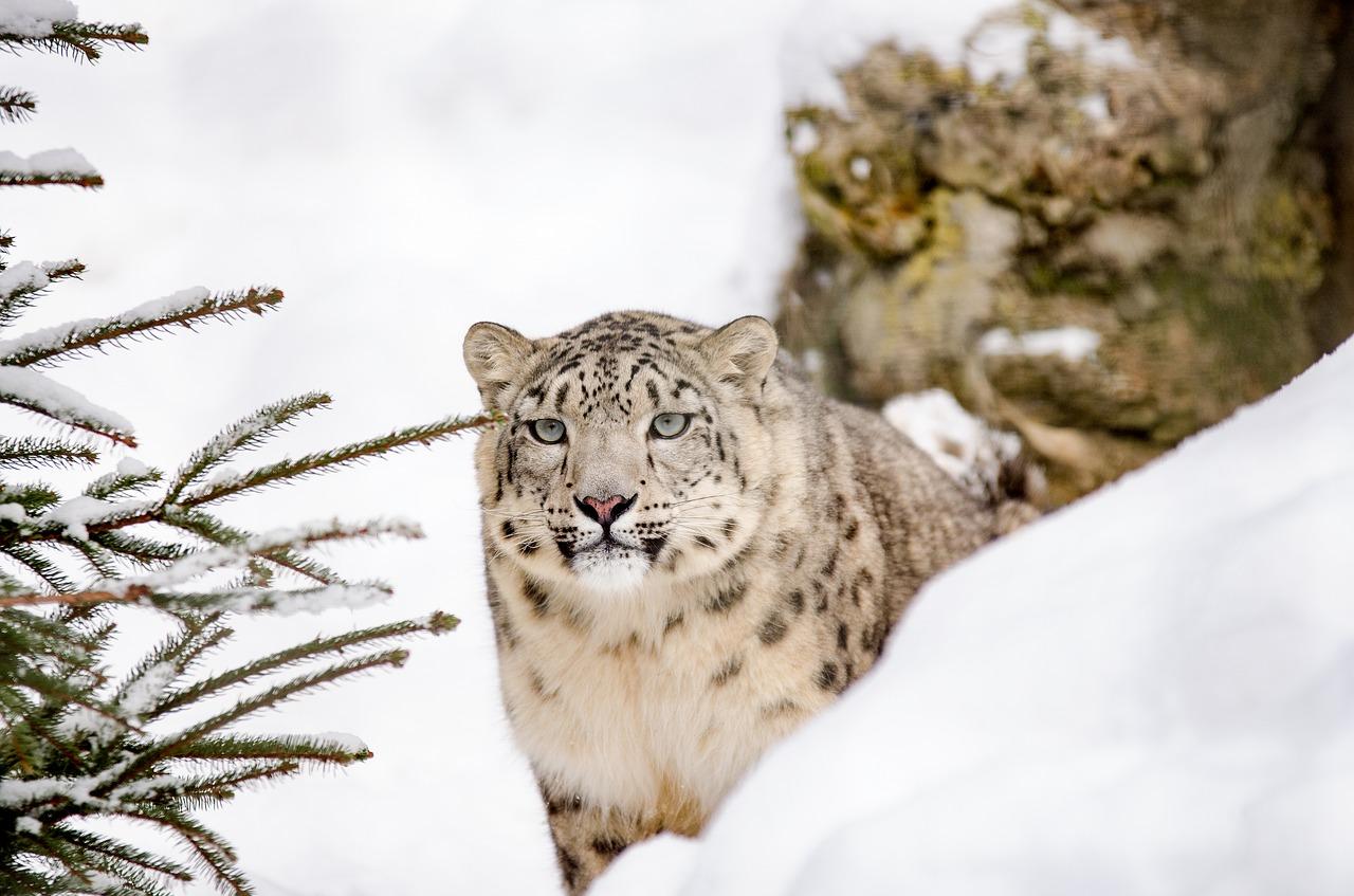 snow leopard fotografia