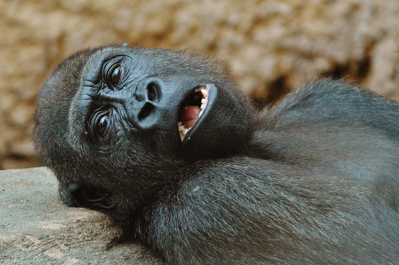 gorila fotografia