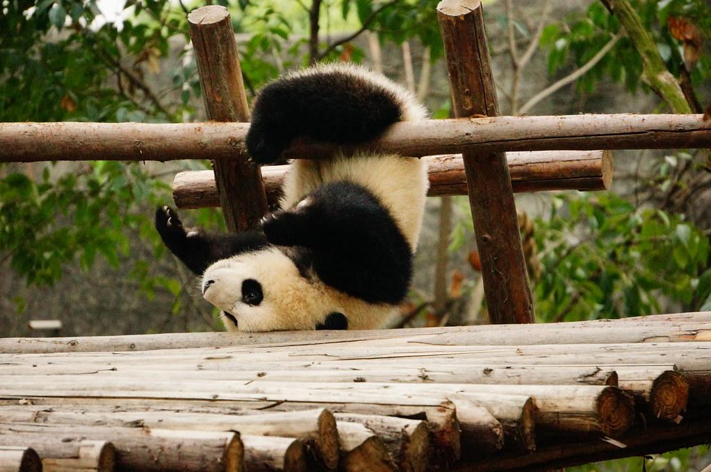 Giant Panda having fun. by Andrew and Annemarie giant panda fotografia