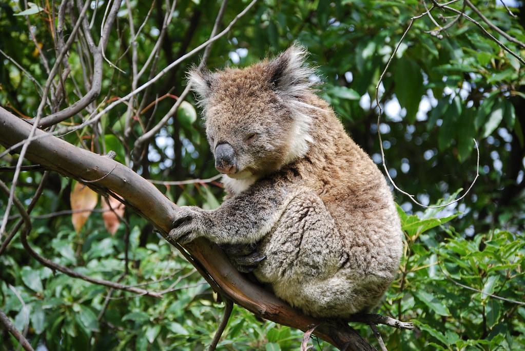 koalas fotografia