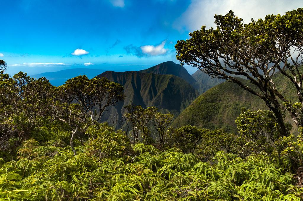 hawaii forest fotografia