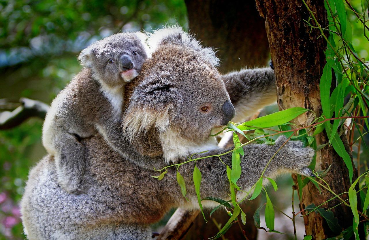 koalas fotografia