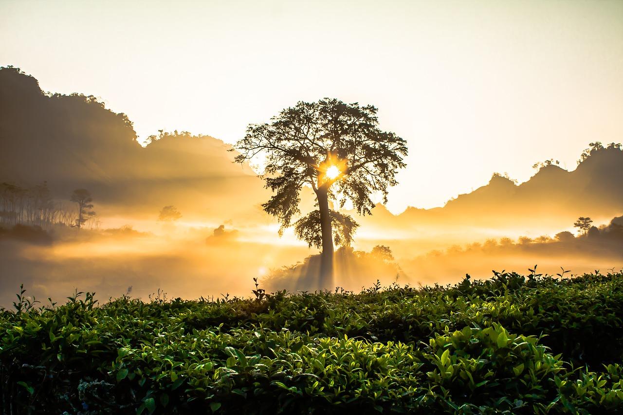 Photo by Vu-Manh-Tien plant trees fotografia