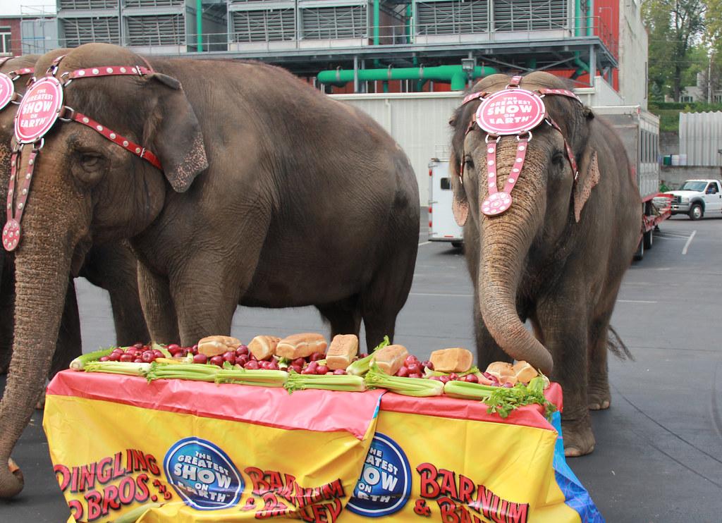 elephant in circuses fotografia