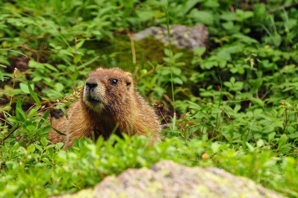 nc_marmot by SteveHarbula marmot fotografia
