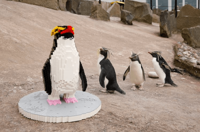 V Edinburghskej zoo majú netradičné zvieratá z LEGA a pozrite sa ako na takého tučniaka reagovali živé jedince