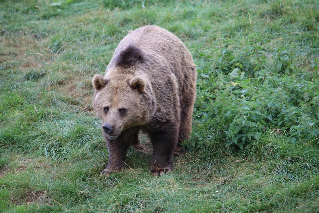 Bear by andrew_j_w bear fotografia