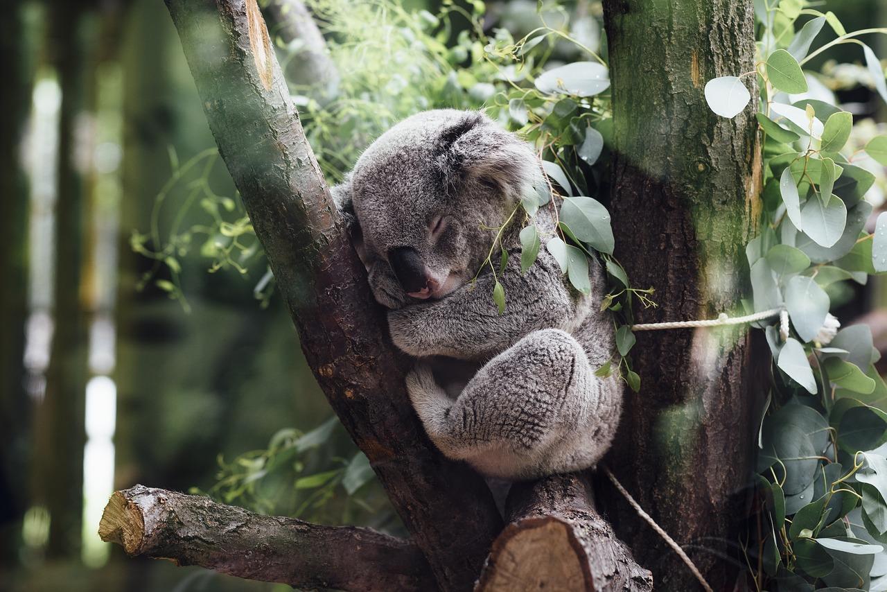 Photo by StockSnap koalas fotografia