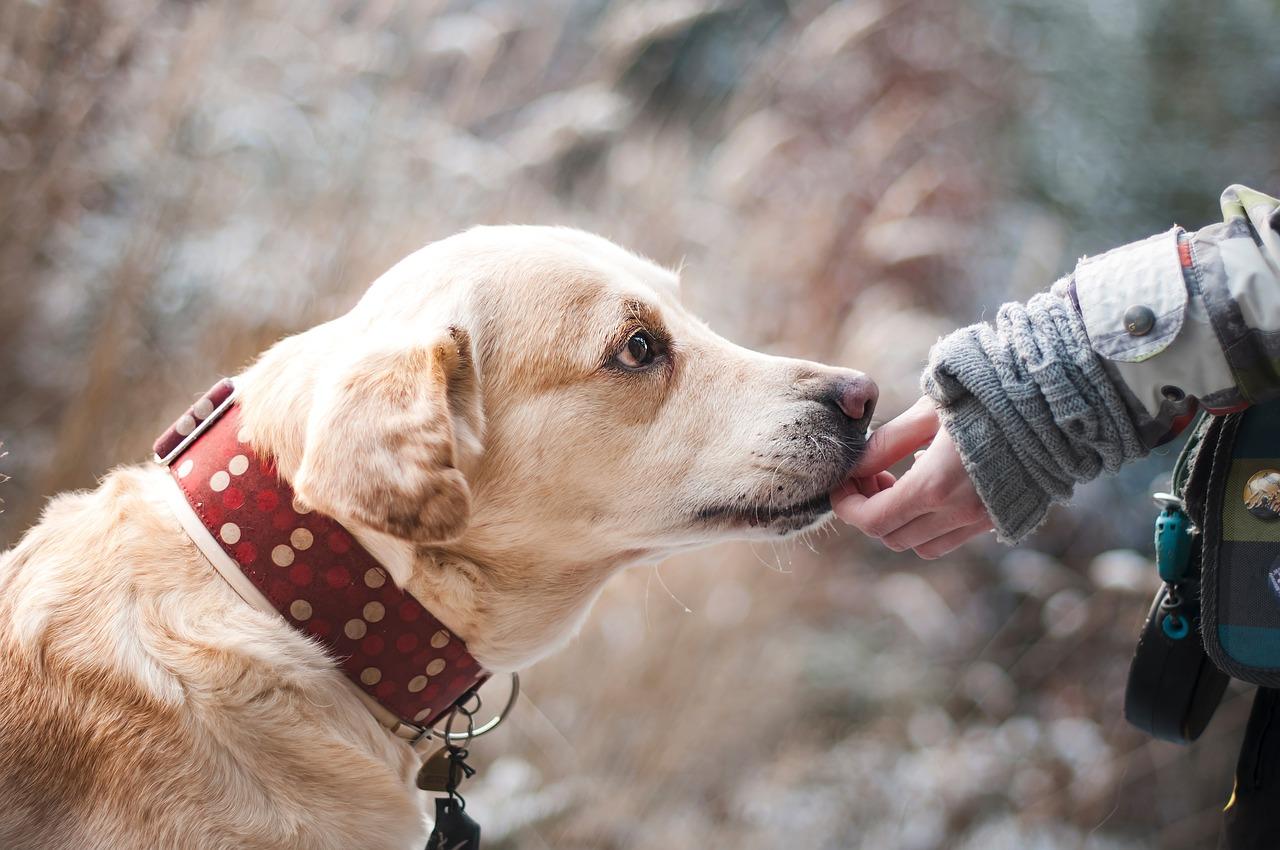 Photo by Lepale dog fotografia