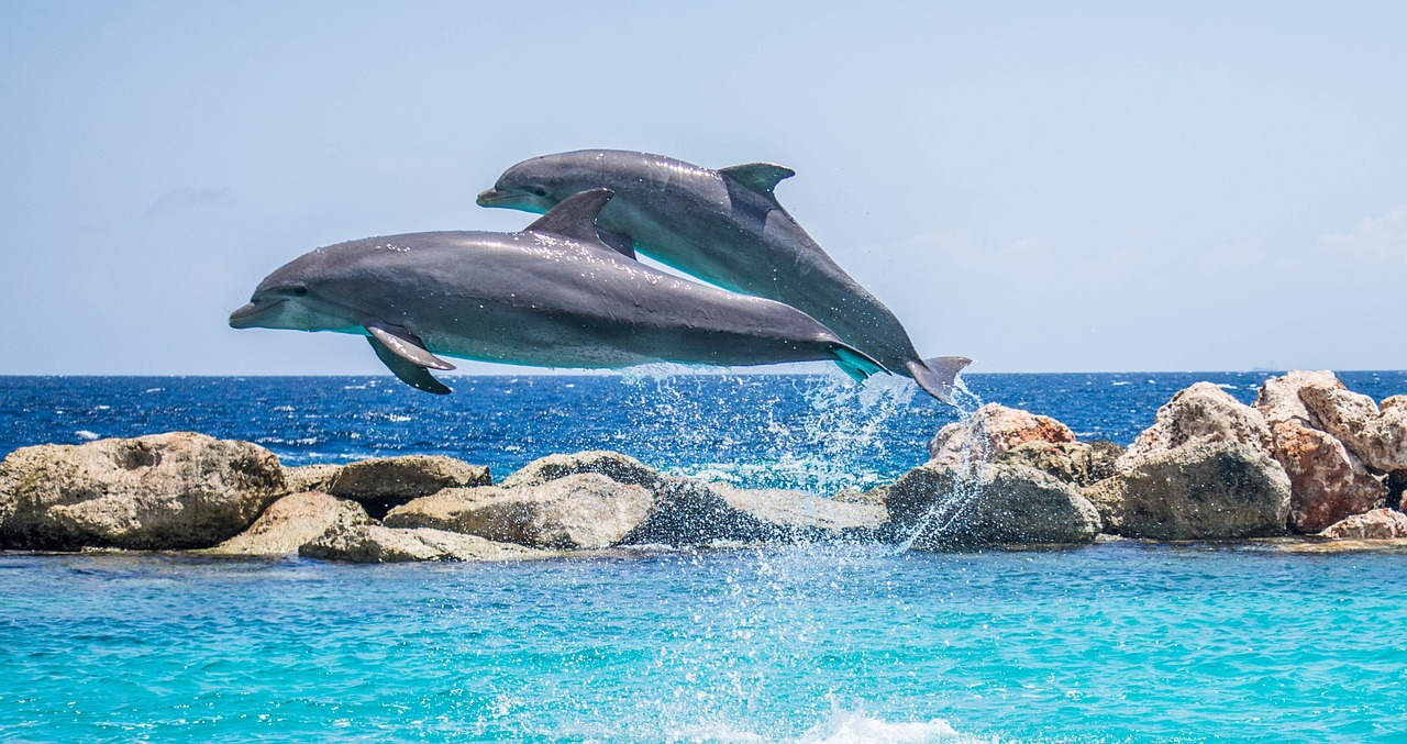 dolphin fotografia