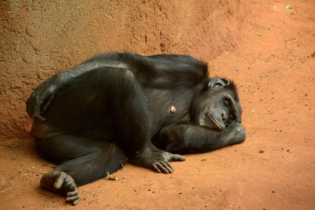 chimpanzee  fotografia