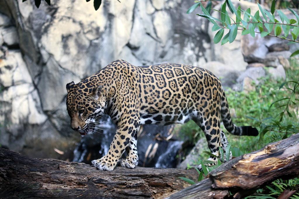 jaguar fotografia