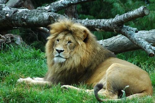 lion fotografia