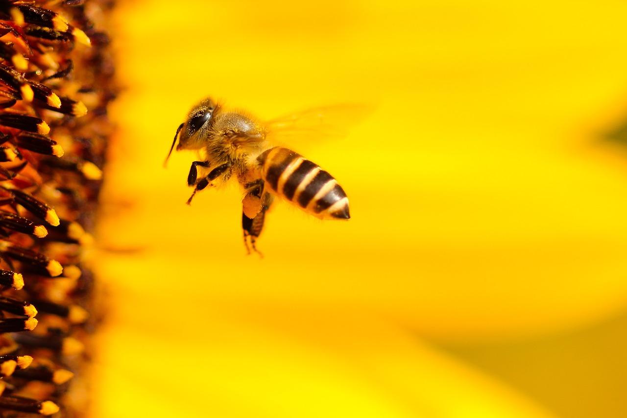 Photo by hansbenn bees fotografia