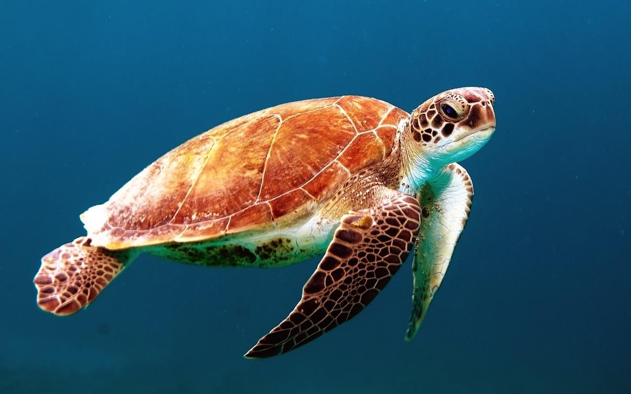 Photo by Free-Photos ocean fotografia