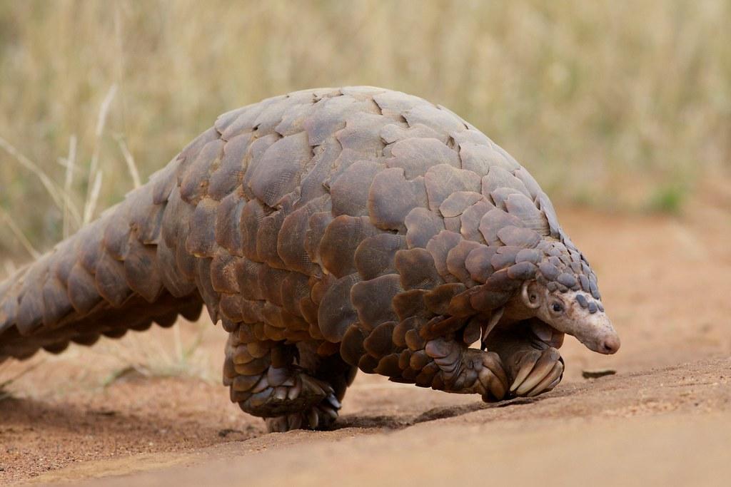 Scaly Anteater by string_bass_dave pangolin fotografia