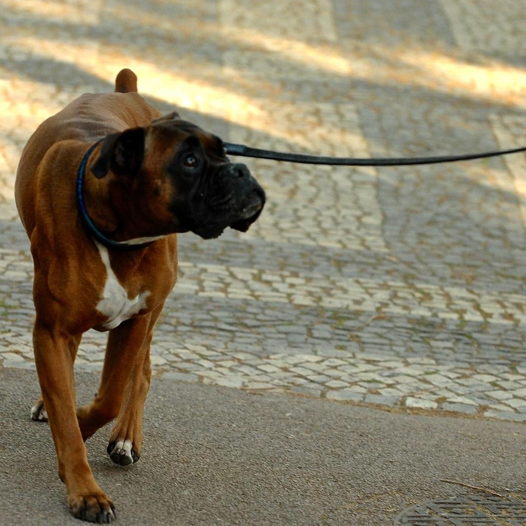 dog in the street fotografia