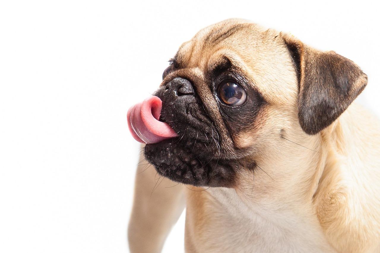 dog tongue fotografia