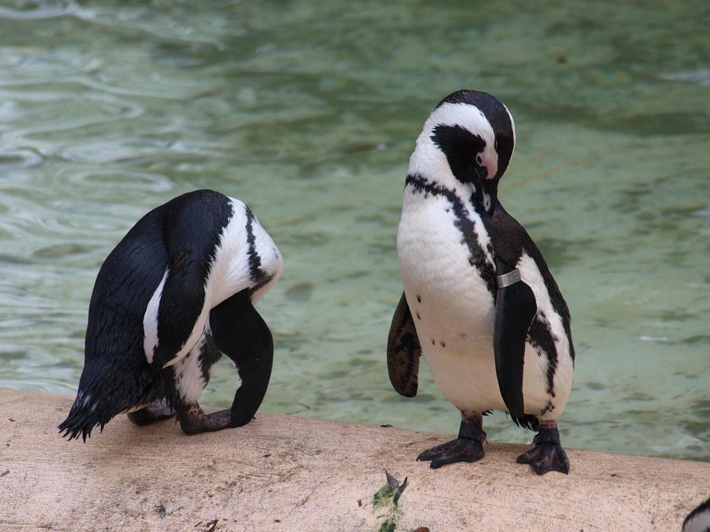 London Zoo, England by Nigel Swales - 2 penguins fotografia