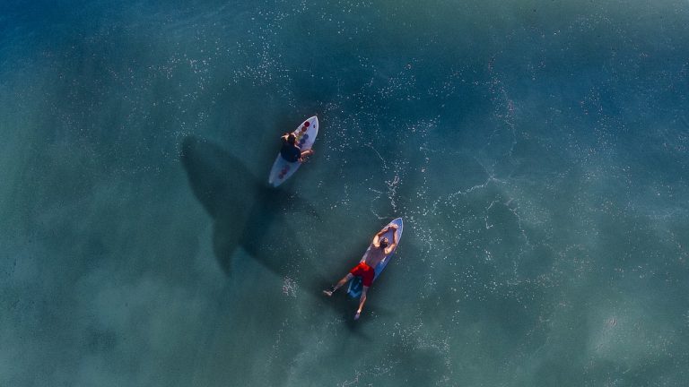 Surfista bol pohryzený žralokom, no miesto toho, aby išiel do nemocnice, vybral sa do baru