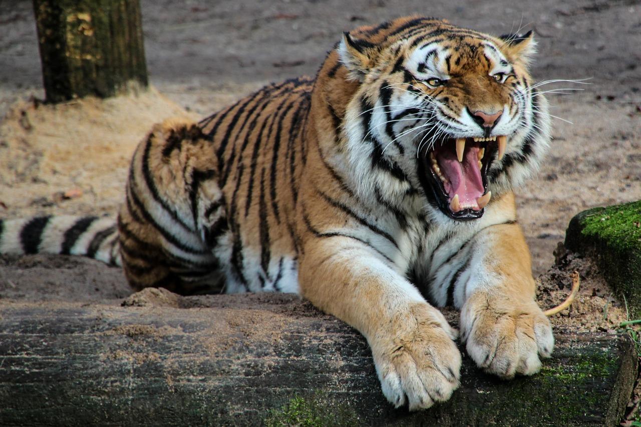 tigers fotografia