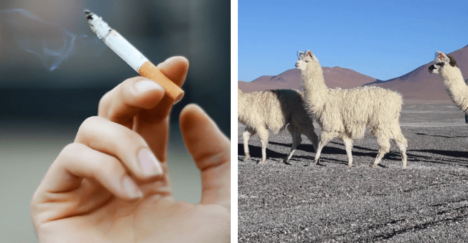 Zopár zaujímavosti ku káve, ktoré ti zaručene rozšíria obzory #477