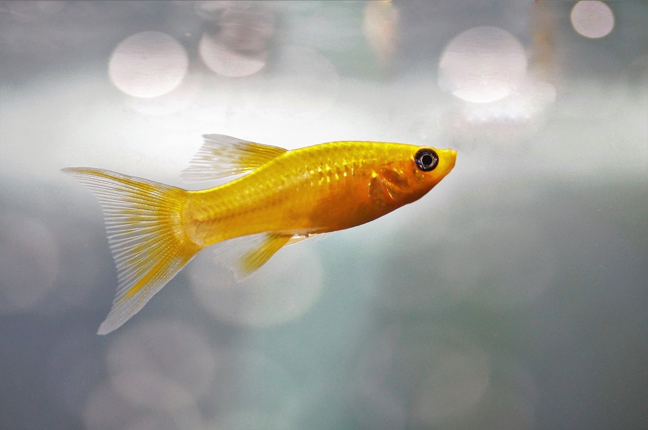 gold fish fotografia