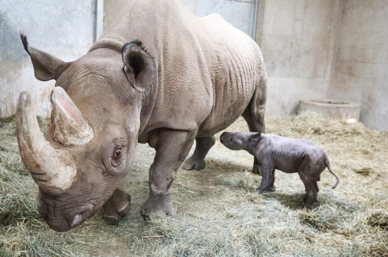 V americkej ZOO oslavujú narodenie samca kriticky ohrozeného druhu nosorožca ostronosého