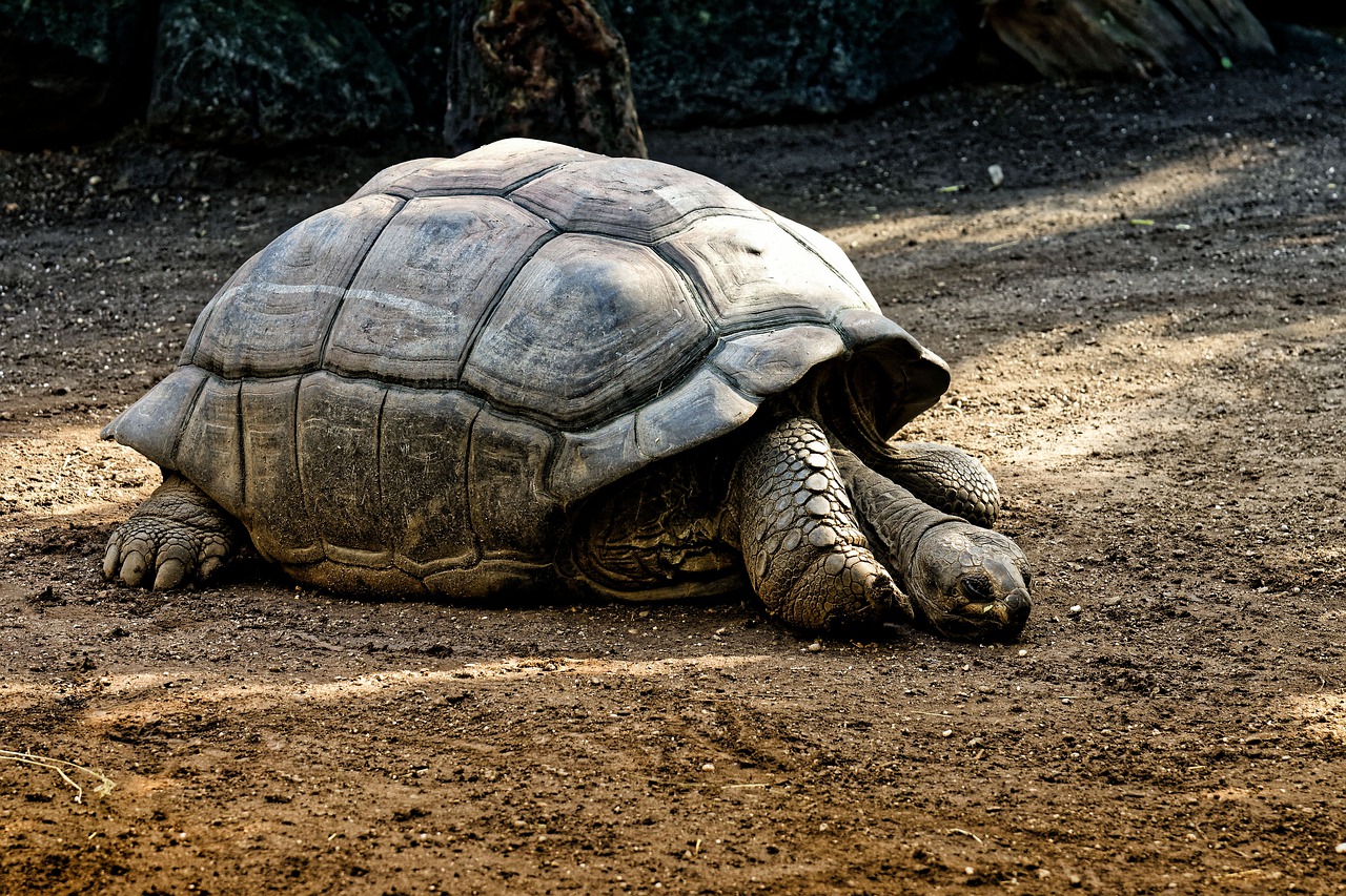 giant tortoise fotografia