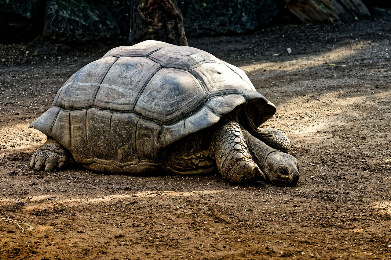 Photo by Alexas_Fotos giant tortoise fotografia