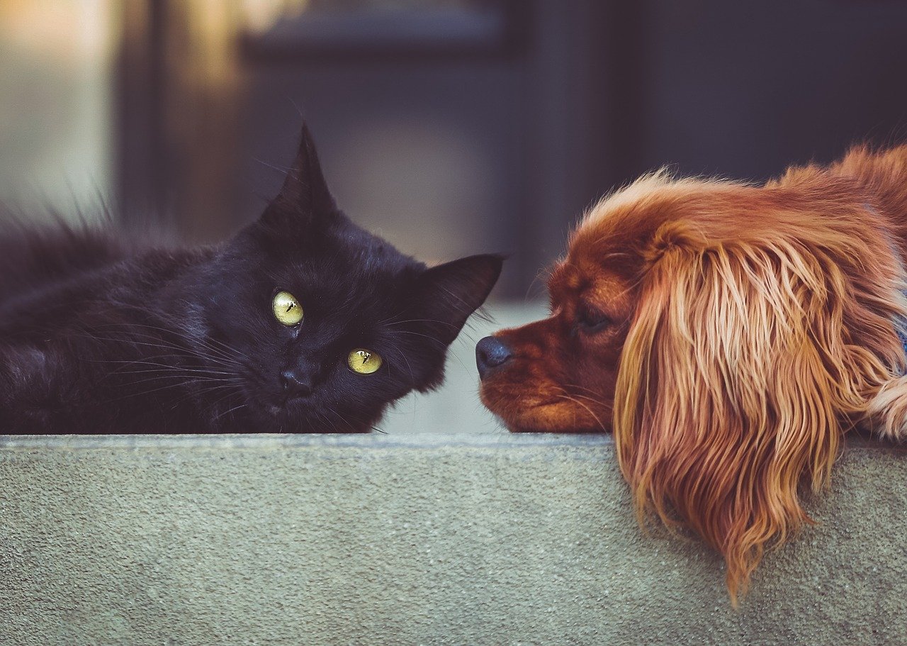 pets fotografia