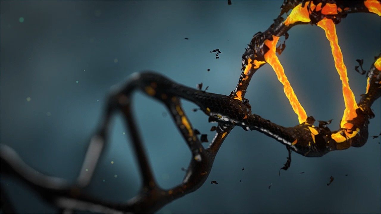 DNA fotografia