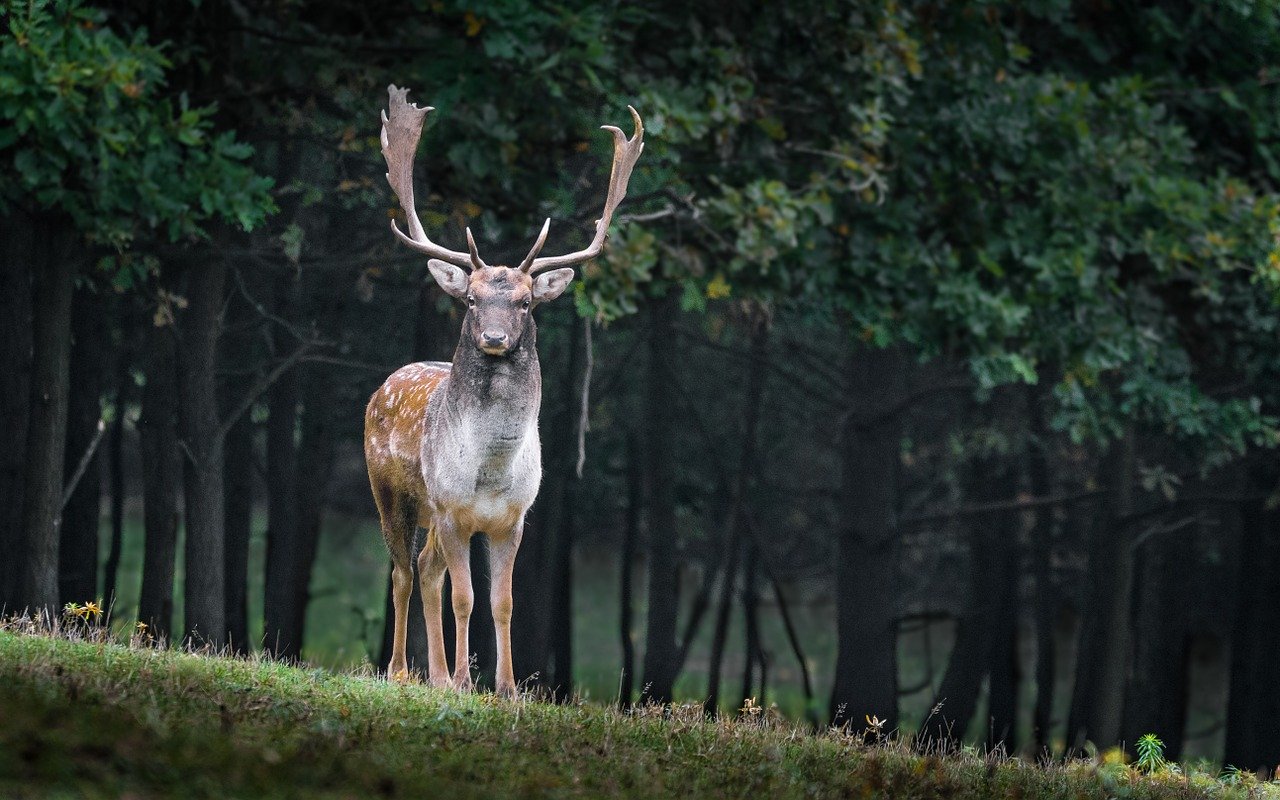 deer fotografia